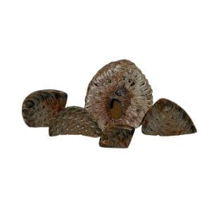 Petrified Pinecone (Argentina)