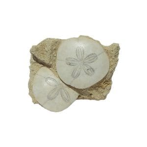 Petrified Sand Dollar