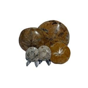 Sand Dollars